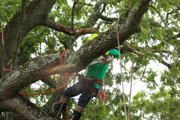 Best Tree Maintenance Programs  in Denmark, WI