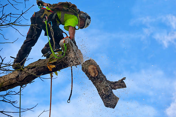 Reliable Denmark, WI Tree Services Solutions