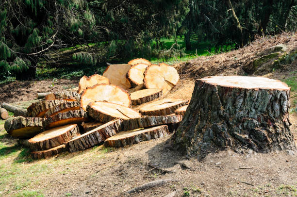 How Our Tree Care Process Works  in  Denmark, WI